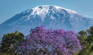 Tanzania Tourism Revenue Hits Record $4.2 Billion as Visitor Arrivals Rise 9%